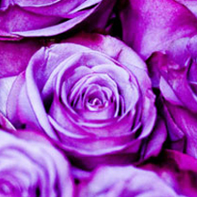 最新优化版的DDOS网页端